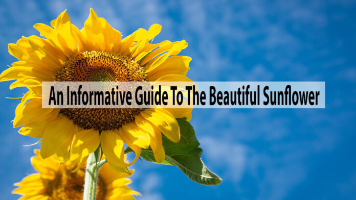 An Informative Guide To The Beautiful Sunflower