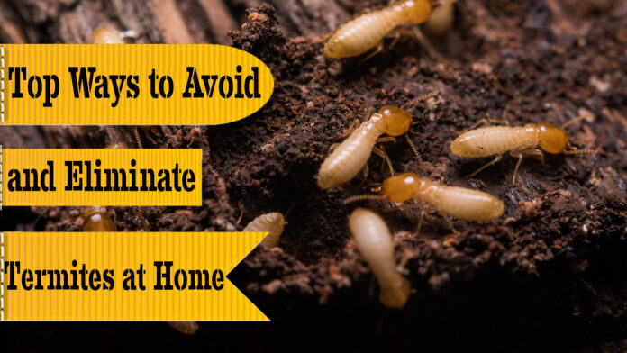 Ways to Avoid and Eliminate Termites at Home