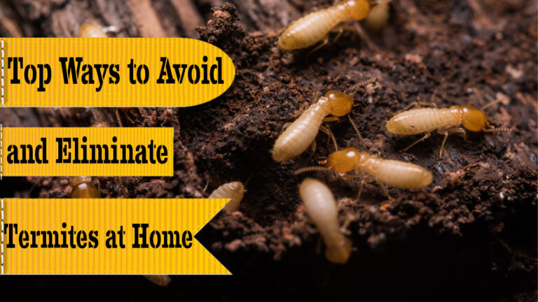 7 Ways to Avoid and Eliminate Termites at Home