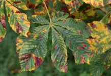 Identifying and Treating Common Fall Tree Diseases Fall Tree Diseases