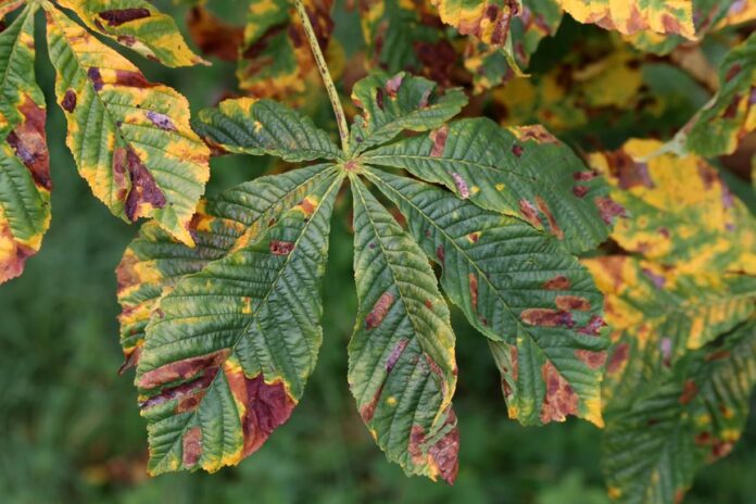 Fall Tree Diseases